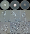 Fig. 9.