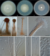 Fig. 6.