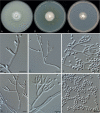 Fig. 8.