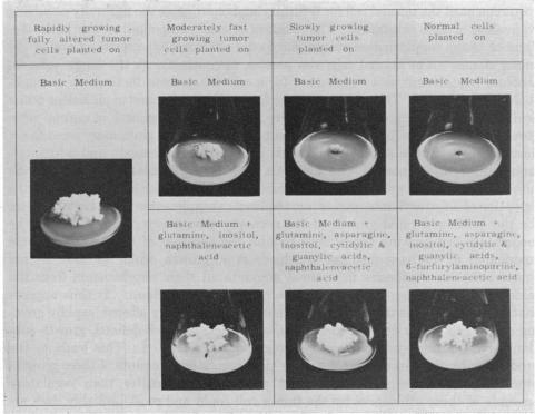 graphic file with name pnas00683-0065-a.jpg