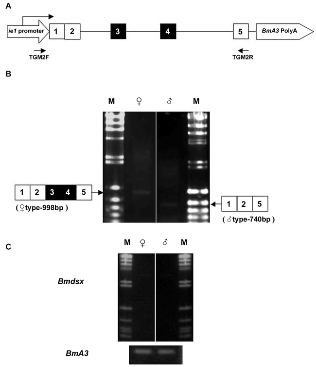 Figure 2.