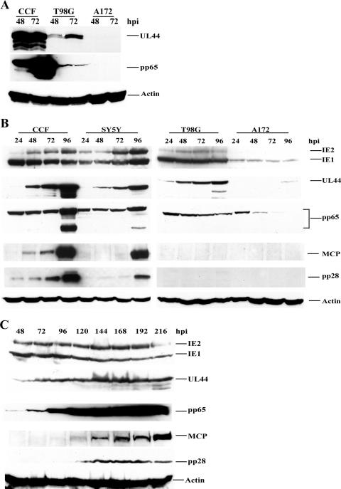 FIG. 2.