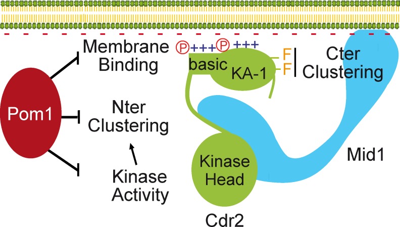 Figure 9.