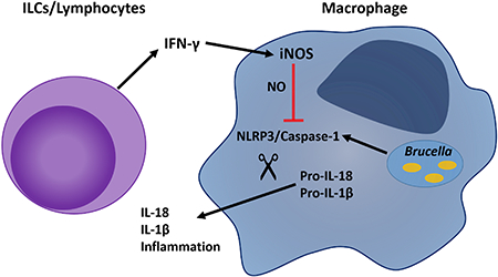 graphic file with name nihms-1011618-f0001.jpg