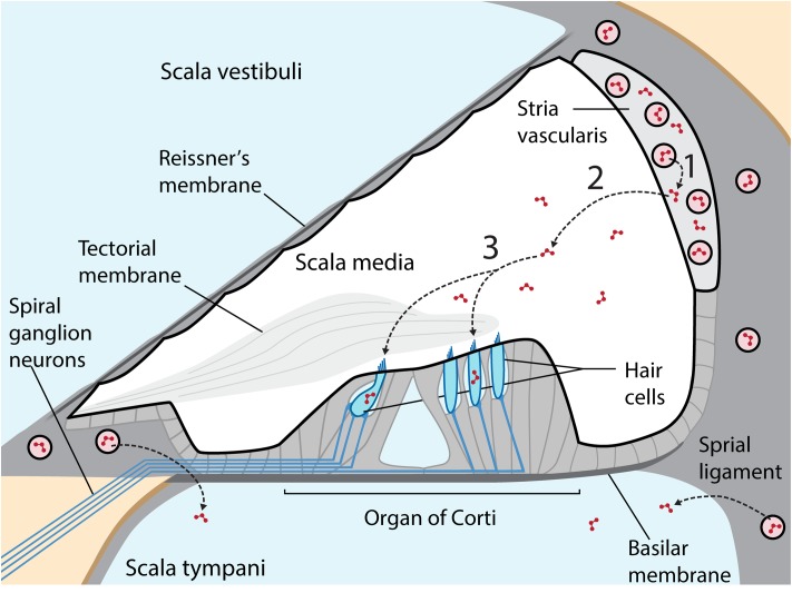 FIGURE 1