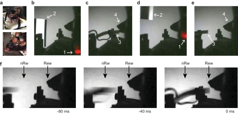 Figure 1—figure supplement 1.