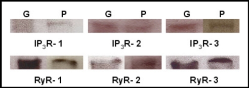 Fig. (1)