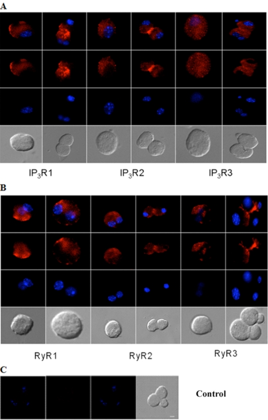 Fig. (3)