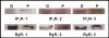Fig. (1)
