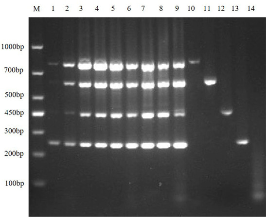 Figure 5