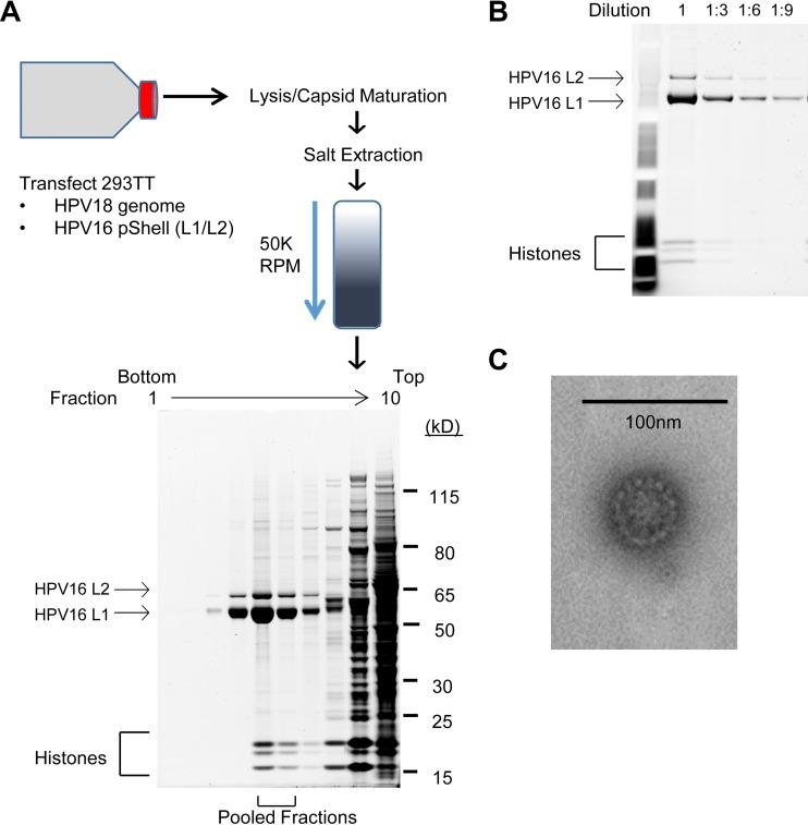 FIG 1 