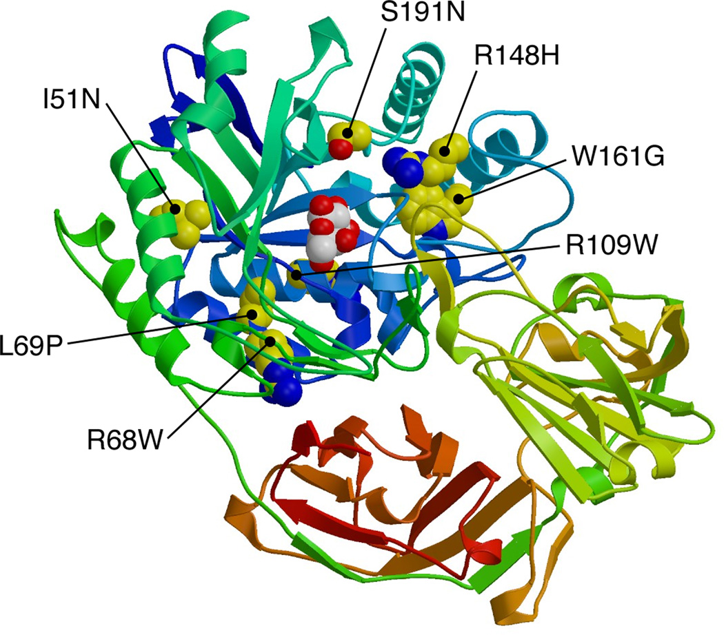 GM1 gangliosidosis and Morquio B disease: an update on genetic ...