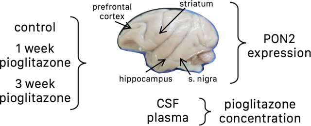 graphic file with name nihms-1756752-f0001.jpg