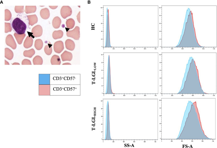 Figure 2