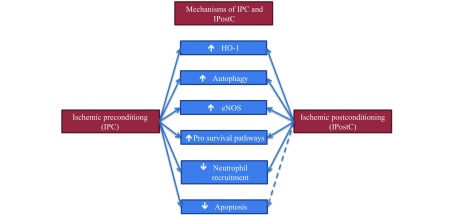 A simplified schematic detailing the shared mechanisms involved in the action of IPC and IPostC. IPC and IPostC have been shown to have similar efficacy in most outcomes. IPC has been shown in several studies to be more effective than IPostC in attenuating IRI-induced apoptosis.