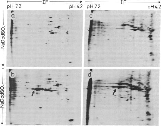 graphic file with name pnas00666-0256-a.jpg