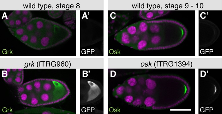 Figure 3—figure supplement 1.