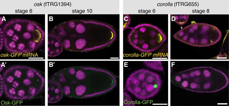 Figure 3—figure supplement 2.