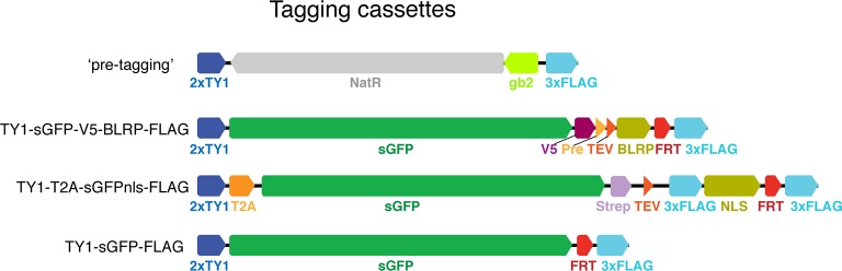 Figure 1—figure supplement 1.