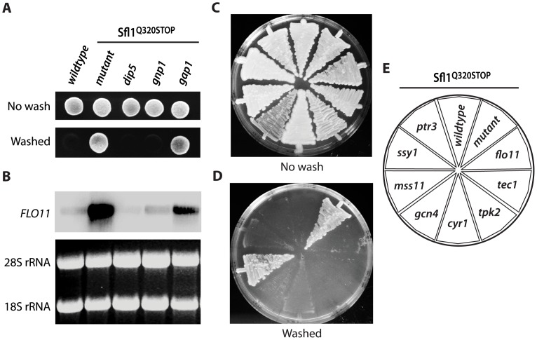 Figure 5