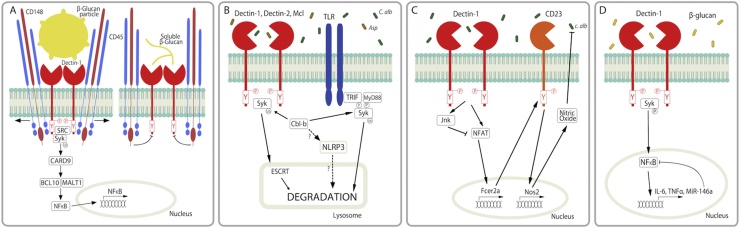 Fig. 3