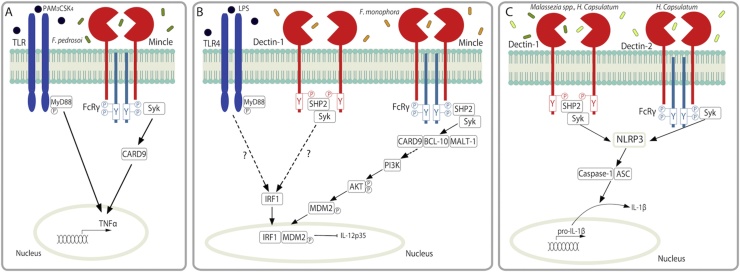 Fig. 2