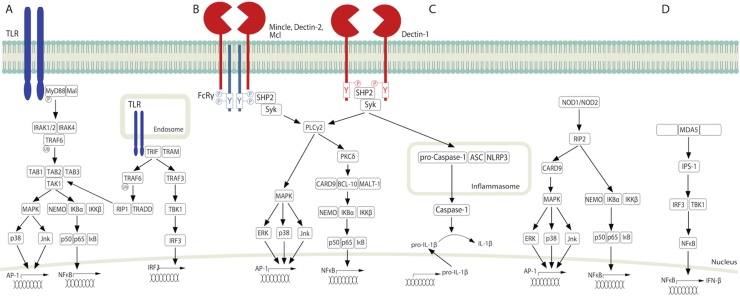 Fig. 1