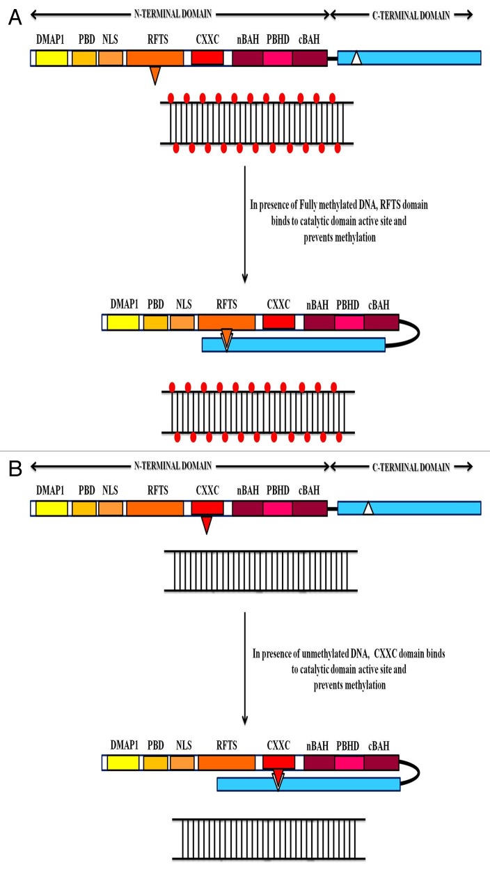 graphic file with name epi-7-994-g3.jpg