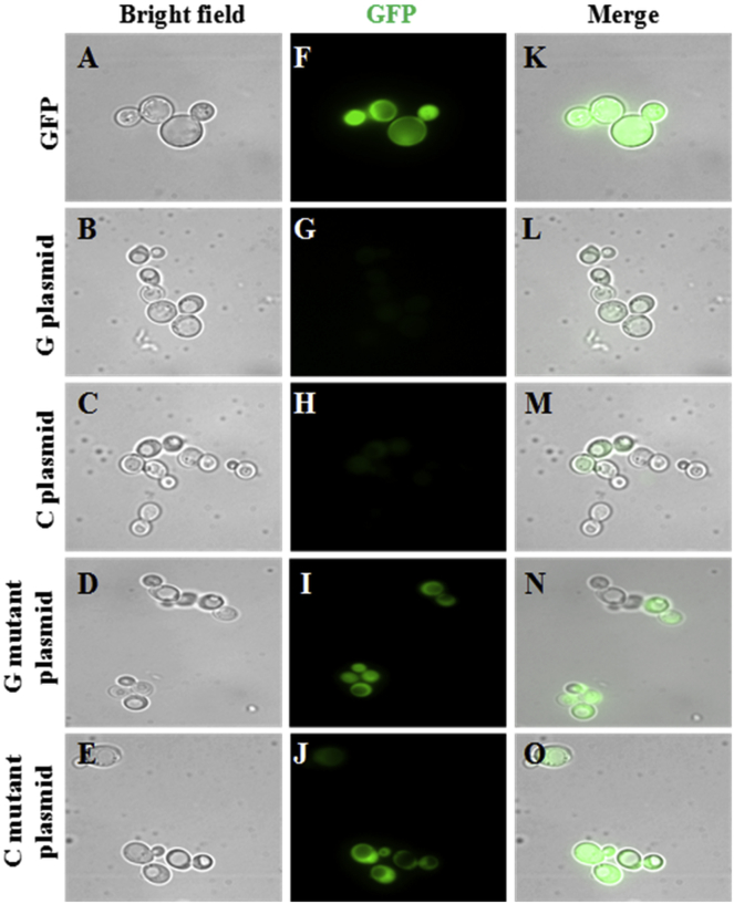 Figure 7