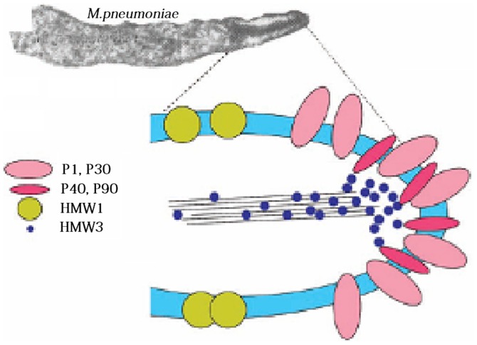 Figure 2.