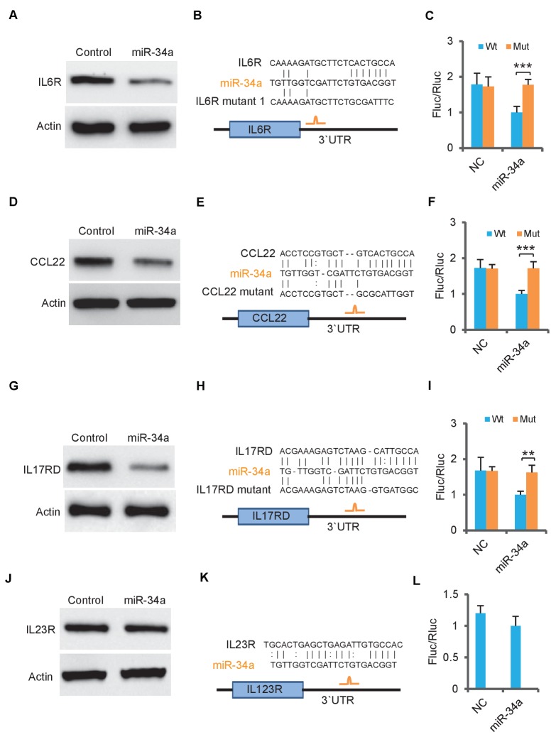 Figure 7—figure supplement 1.