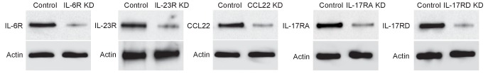 Figure 3—figure supplement 2.