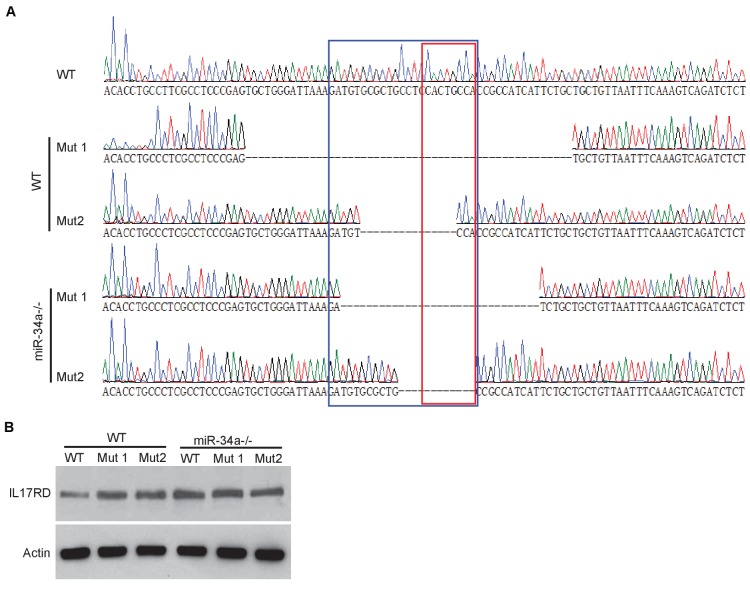 Figure 5—figure supplement 1.