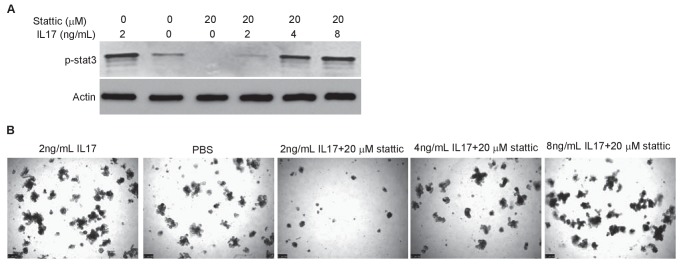 Figure 4—figure supplement 1.