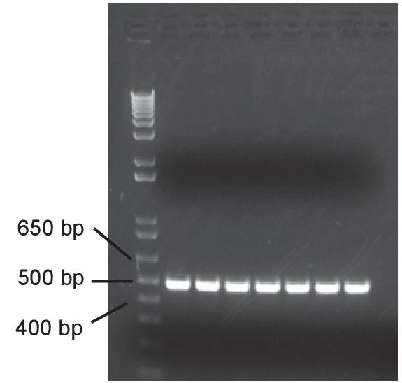 Figure 6—figure supplement 1.