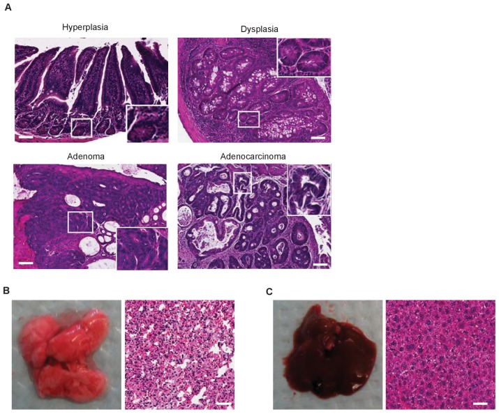 Figure 1—figure supplement 1.