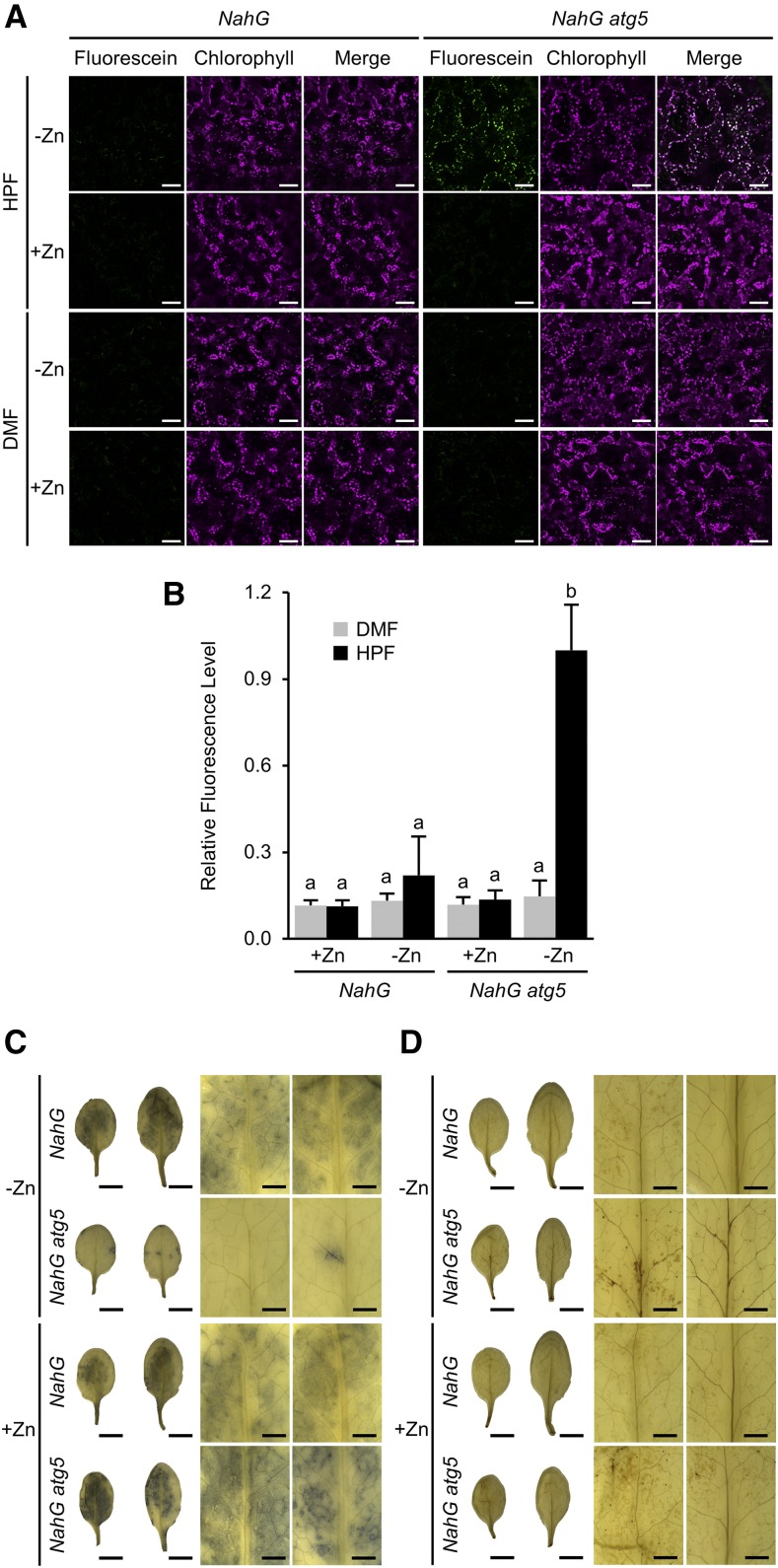 Figure 5.