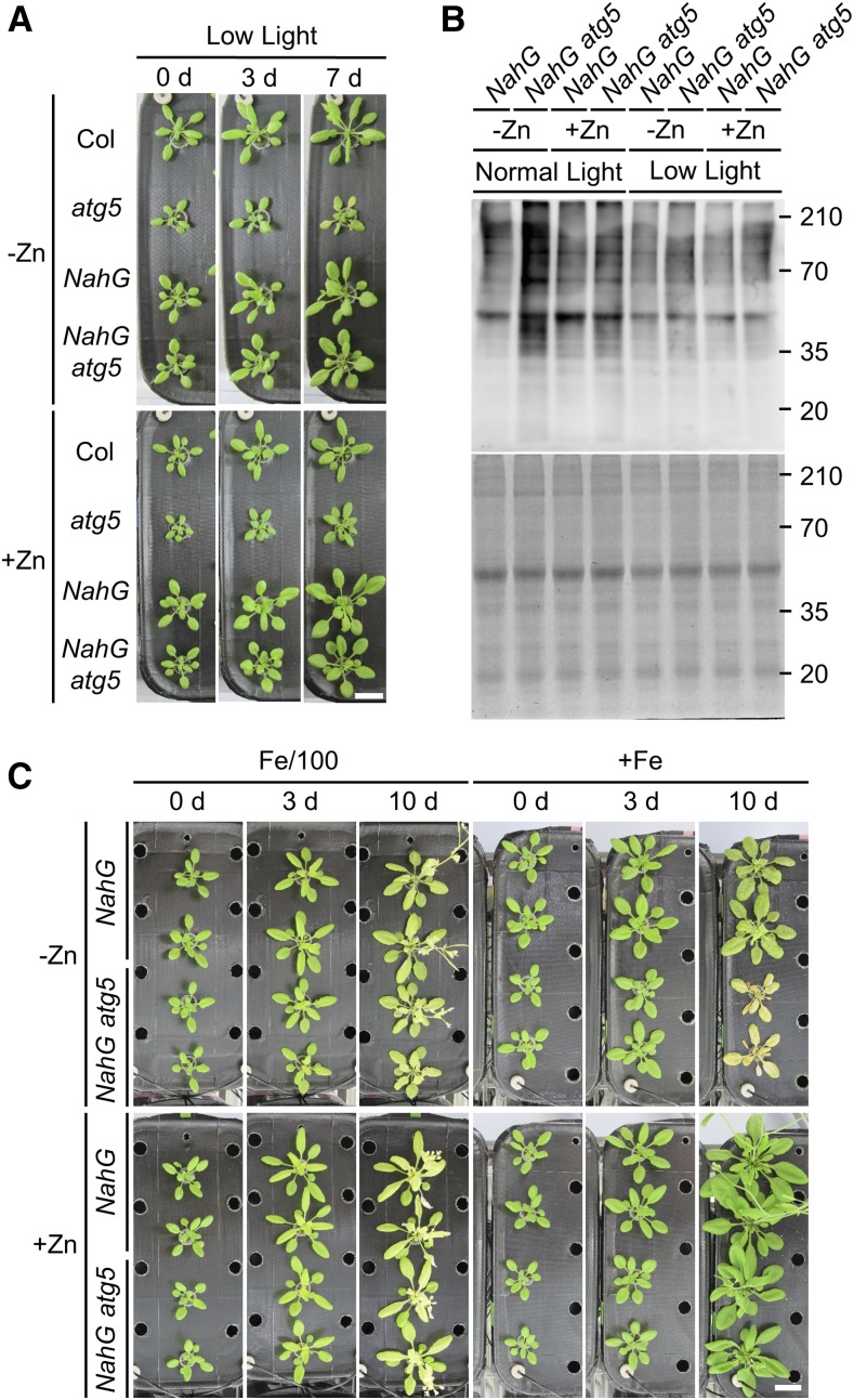 Figure 4.