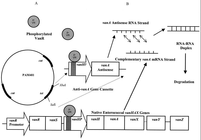 FIG. 1