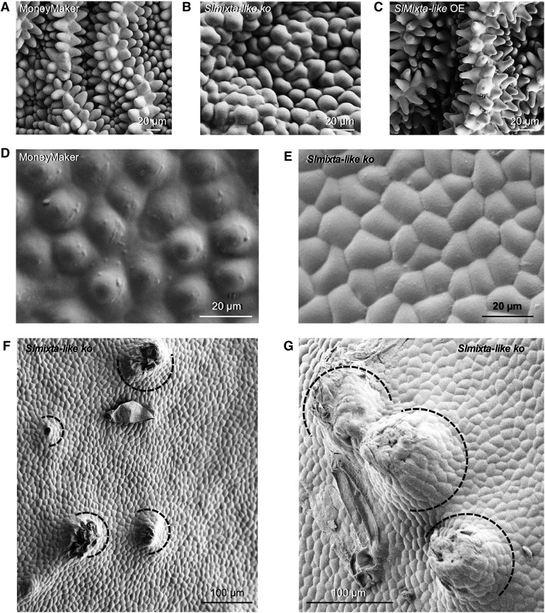 Figure 7.