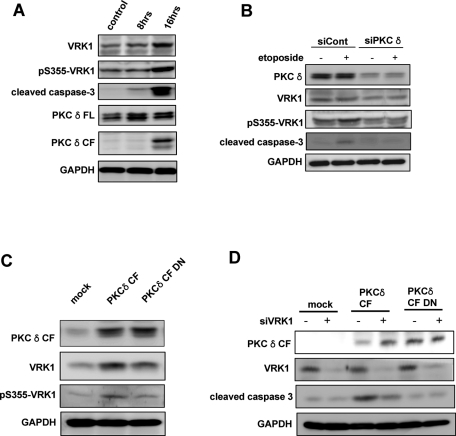 FIGURE 5: