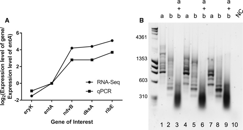 Fig. 7