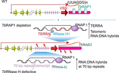 graphic file with name nihms-1542322-f0004.jpg