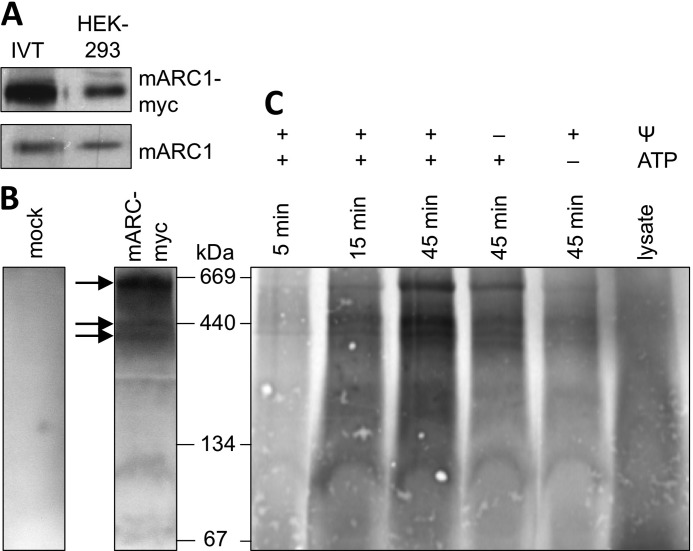 FIGURE 5.