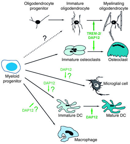 DAP12 signaling: from immune cells to bone modeling and brain ...