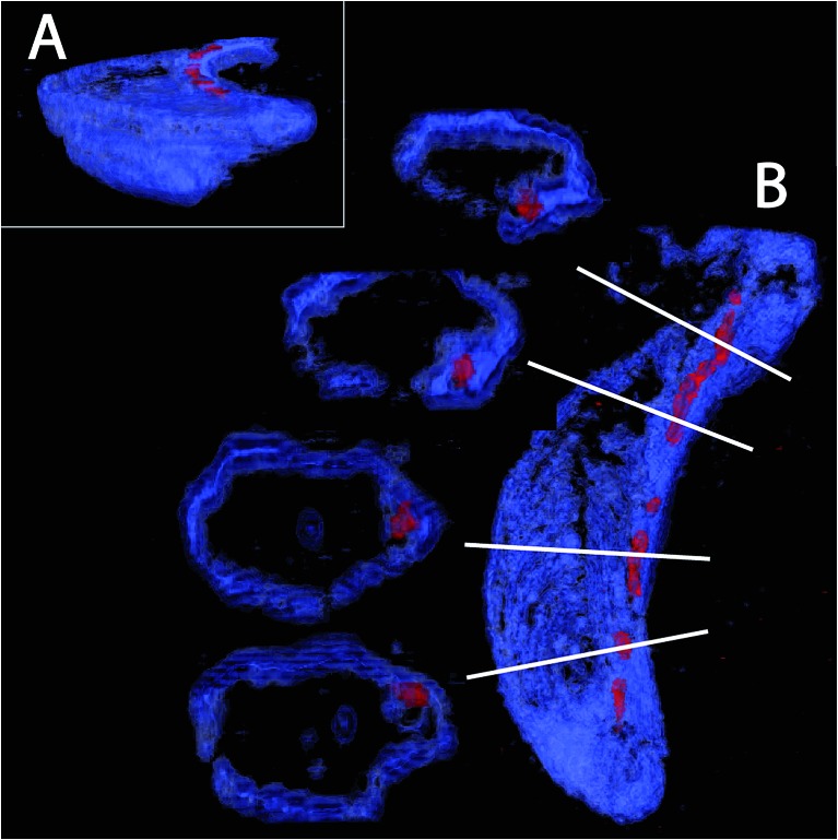 Fig. 3