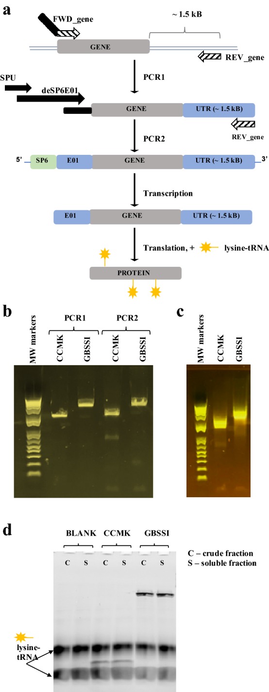 Fig. 2