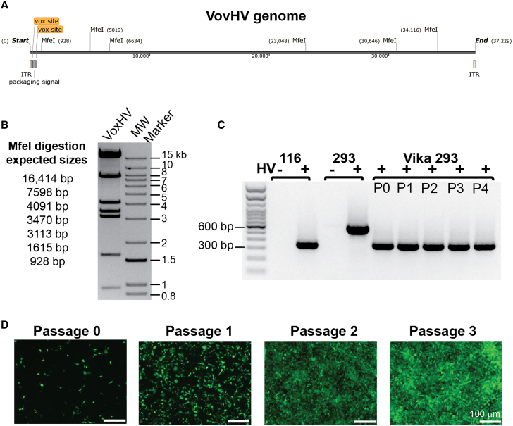 Figure 2