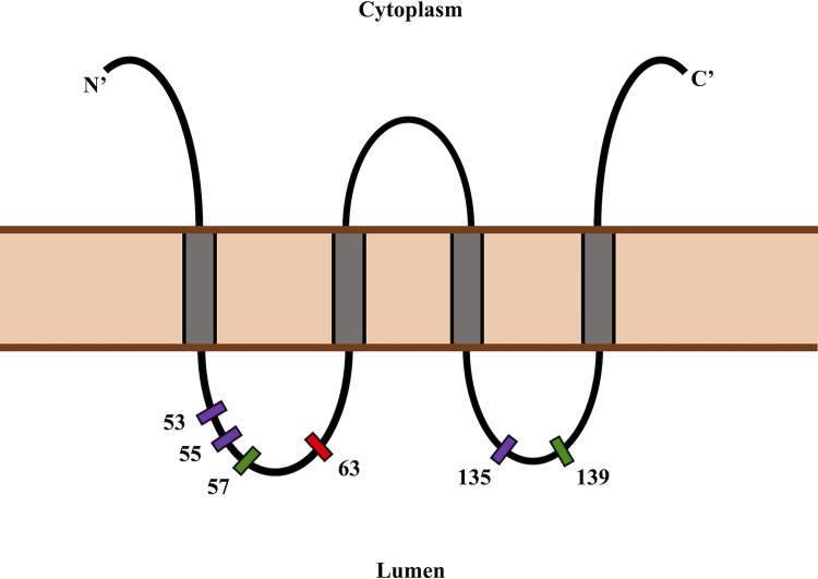 Fig 4