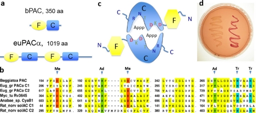 FIGURE 1.